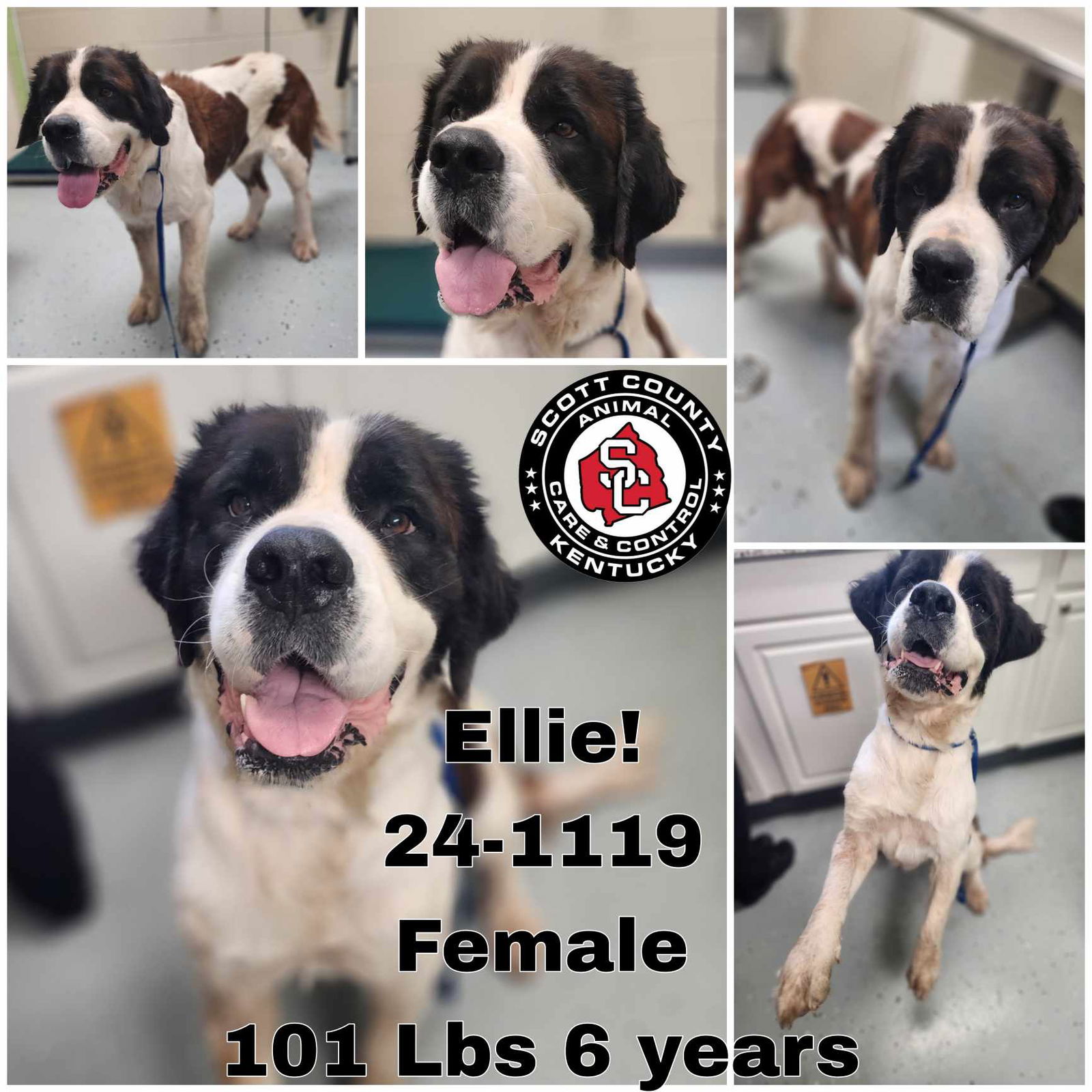 adoptable Dog in Georgetown, KY named Ellie