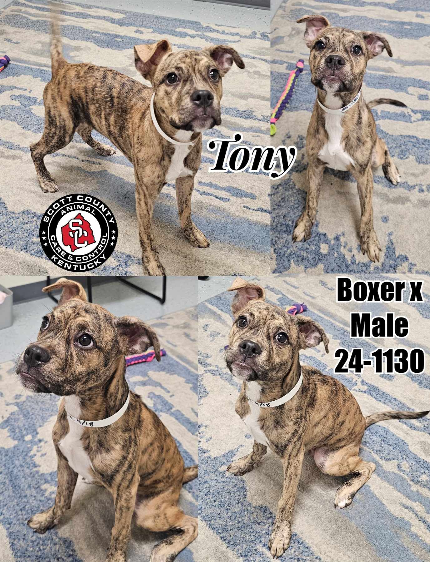 adoptable Dog in Georgetown, KY named Tony