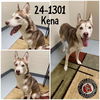 adoptable Dog in , KY named Kena