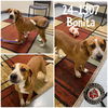 adoptable Dog in , KY named Bonita