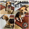 adoptable Dog in , KY named Beau