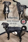 Harlow