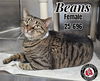 Beans