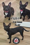 Piglet