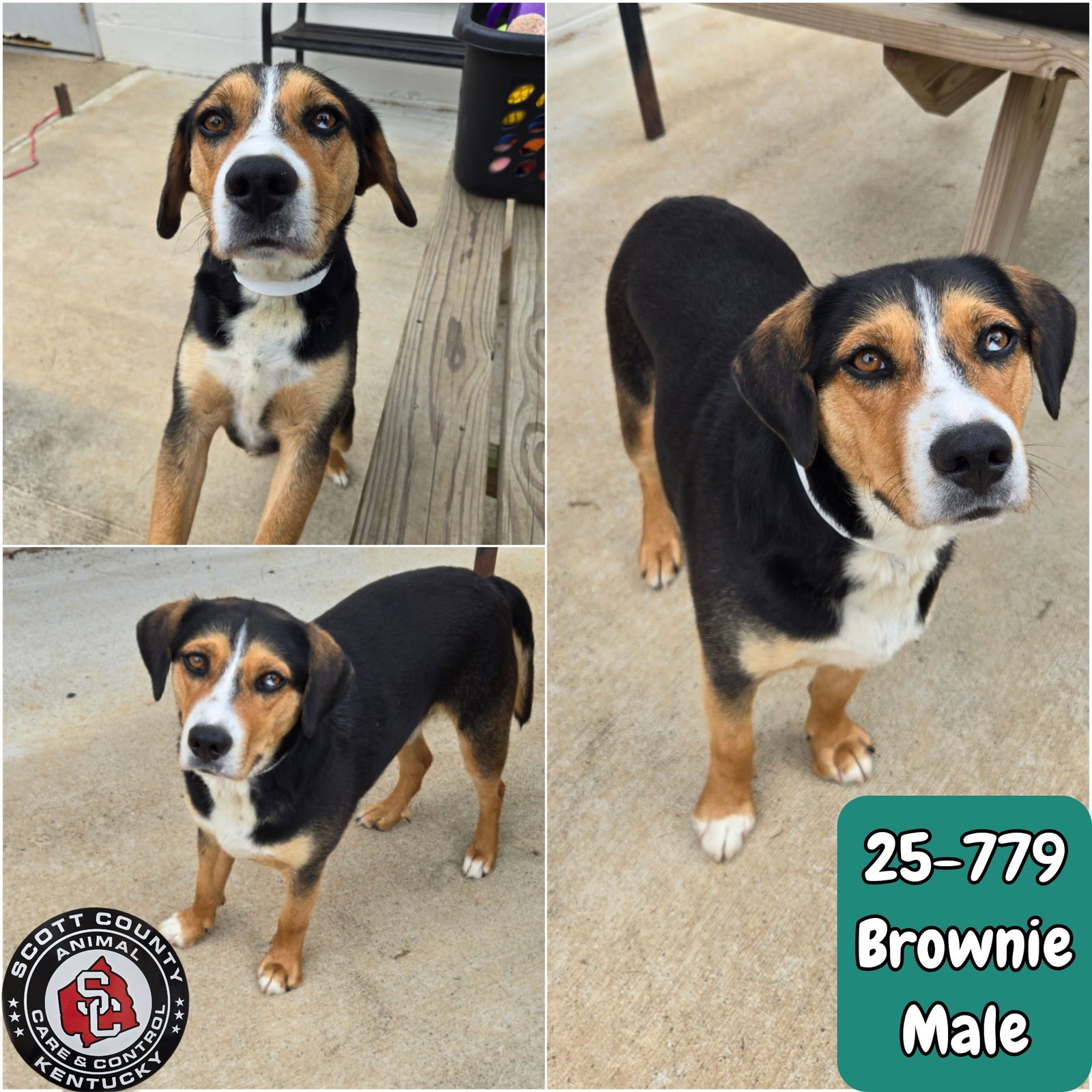 adoptable Dog in Georgetown, KY named Brownie