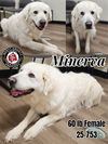 Minerva