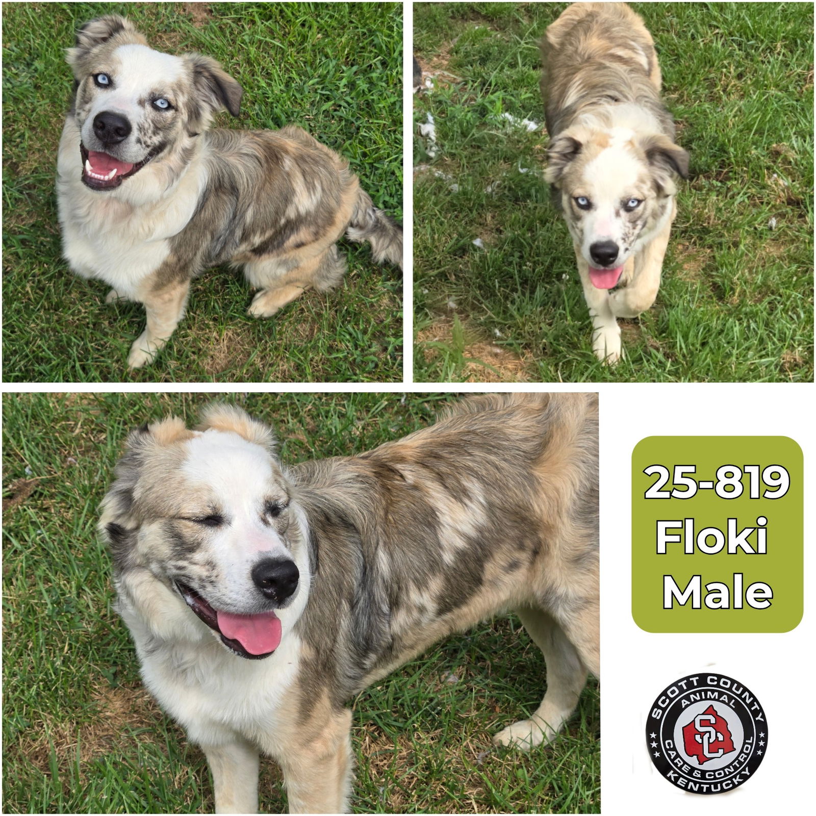 adoptable Dog in Georgetown, KY named Floki