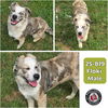 adoptable Dog in  named Floki