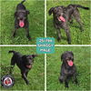 adoptable Dog in  named Shaggy