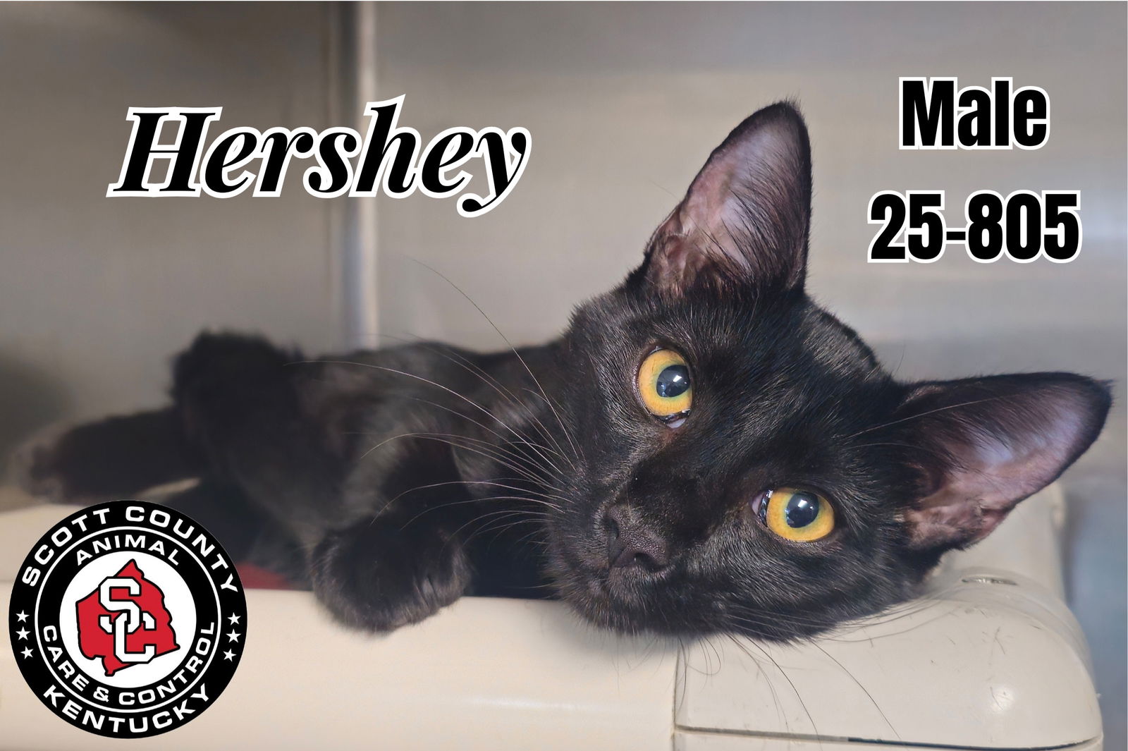adoptable Cat in Georgetown, KY named Hershey