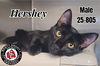 adoptable Cat in , KY named Hershey