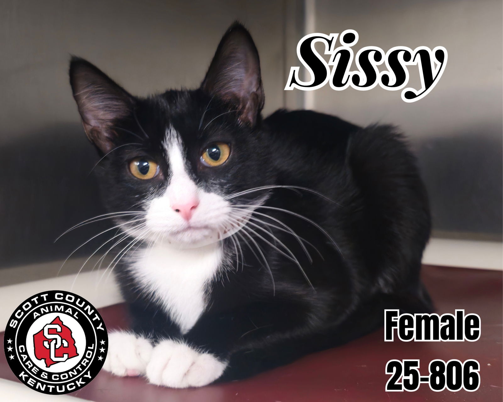 adoptable Cat in Georgetown, KY named Sissy