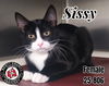 adoptable Cat in , KY named Sissy