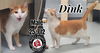 adoptable Cat in , KY named Dink
