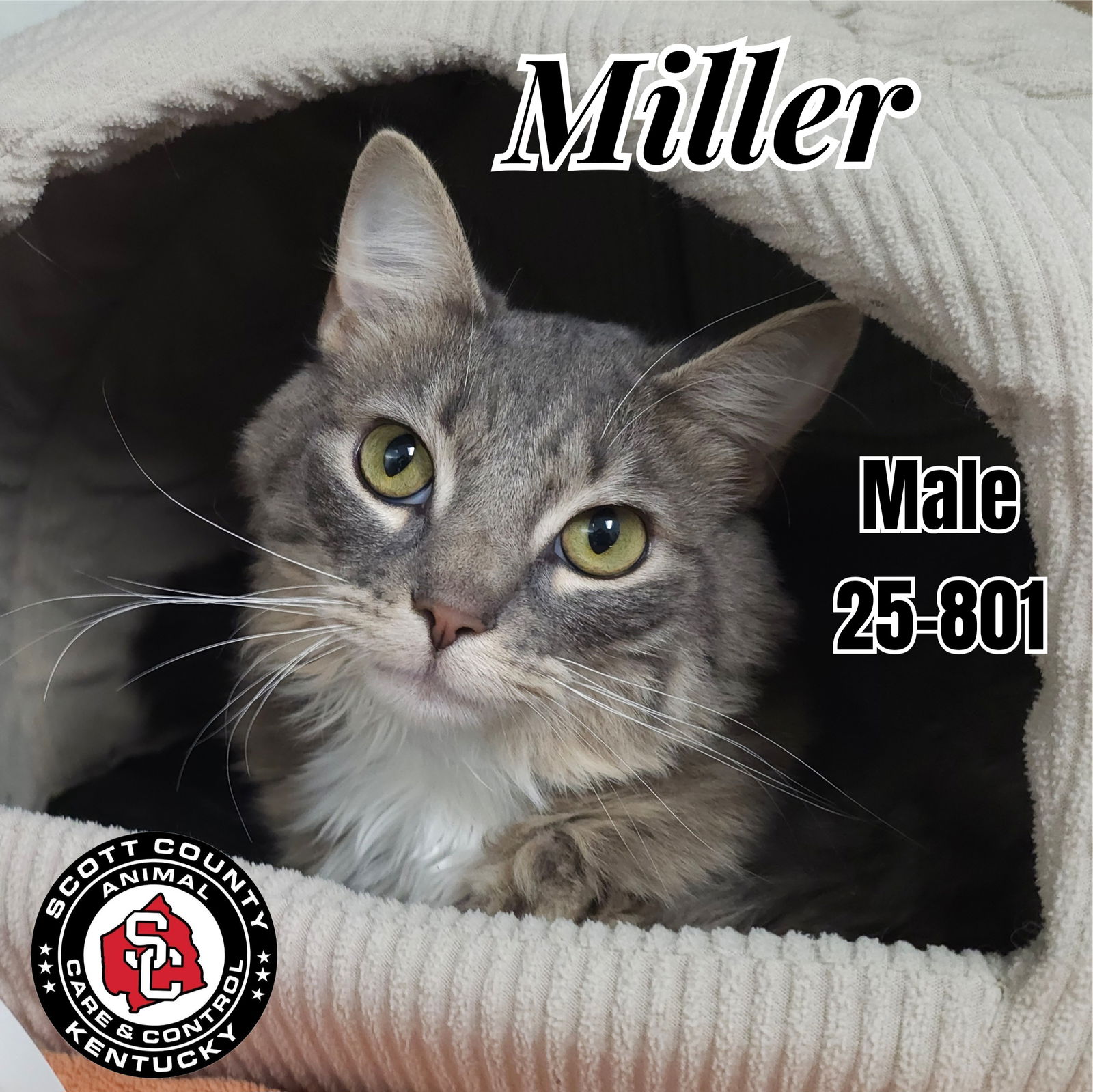 adoptable Cat in Georgetown, KY named Miller
