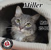 adoptable Cat in  named Miller