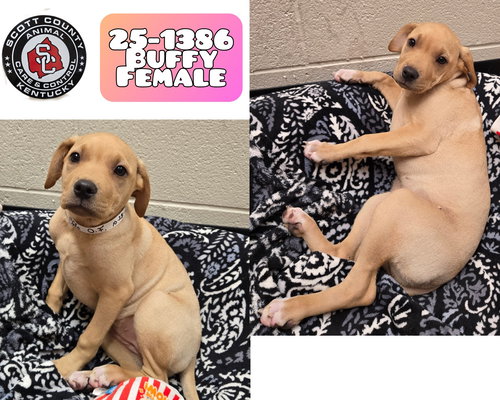 picture of the dog needing adoption