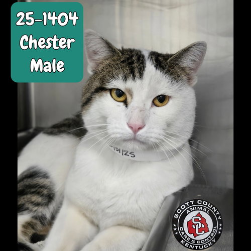 picture of the cat needing adoption