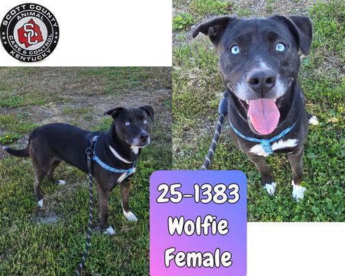picture of the dog needing adoption