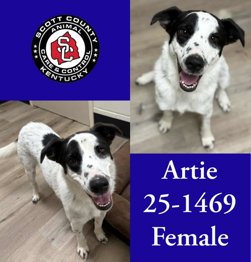 picture of the dog needing adoption