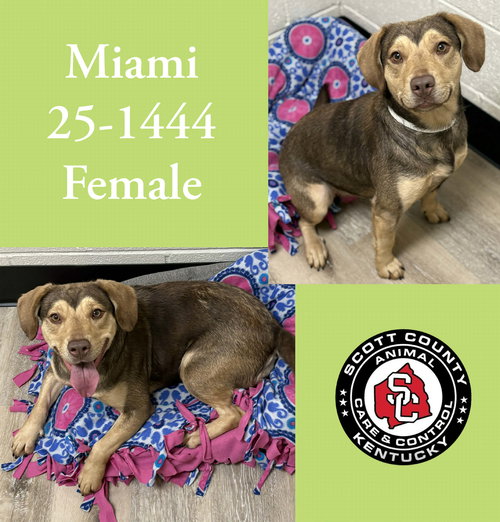 picture of the dog needing adoption