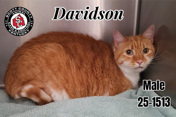 Davidson