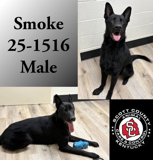 picture of the dog needing adoption