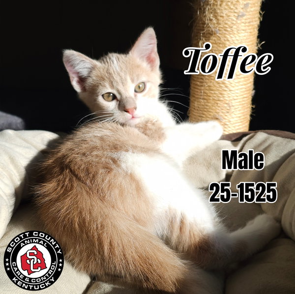 Toffee