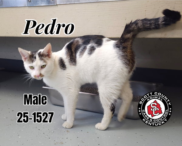 Pedro