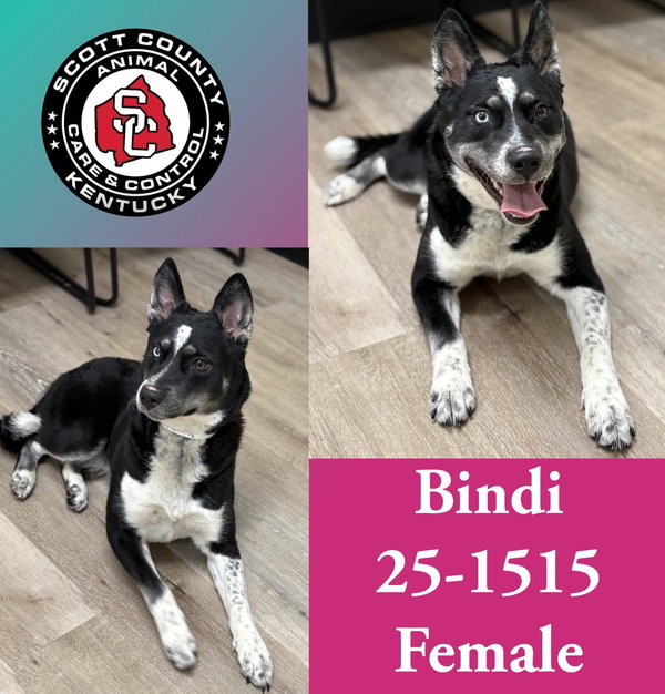 Bindi