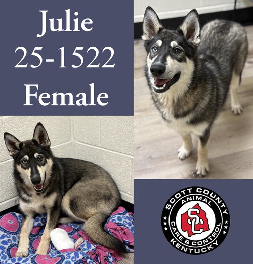 picture of the dog needing adoption