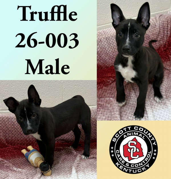 Truffle