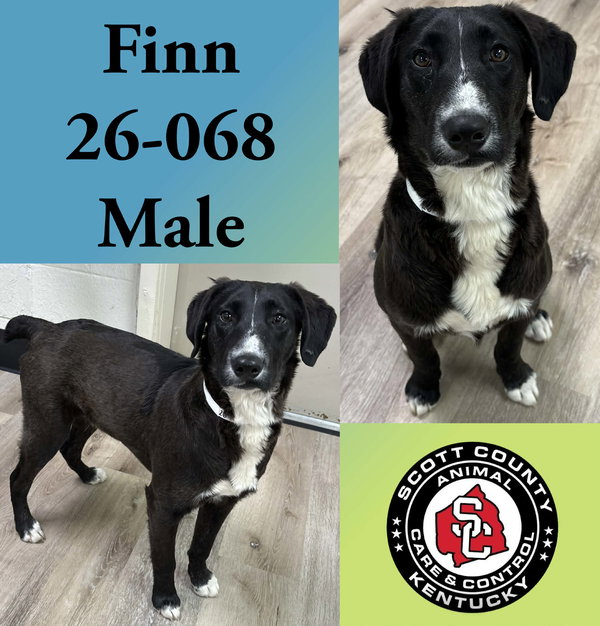 Finn