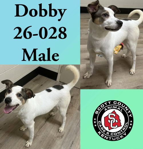 picture of the dog needing adoption