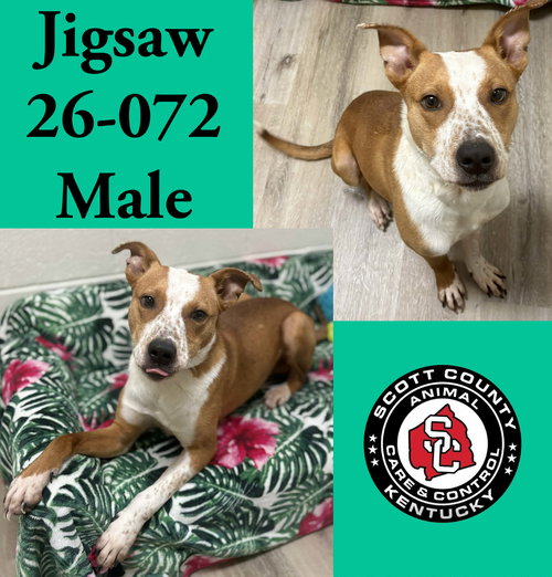 picture of the dog needing adoption