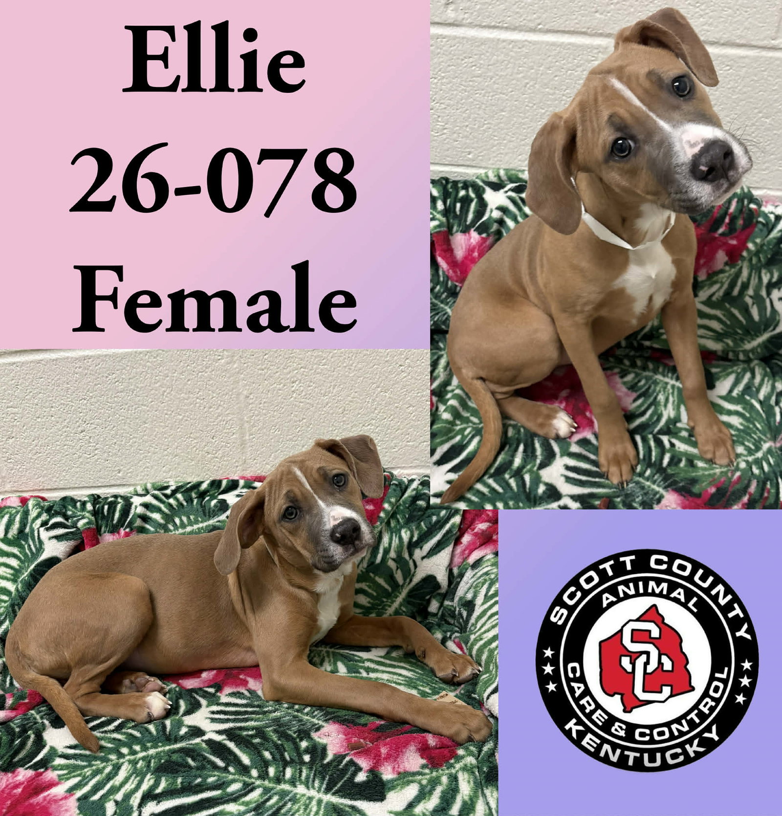 Ellie