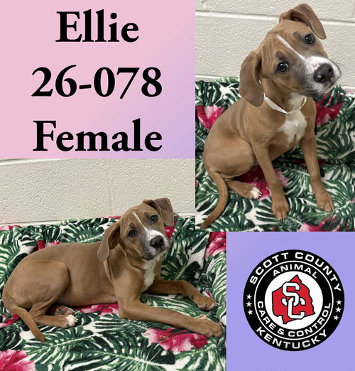 picture of the dog needing adoption