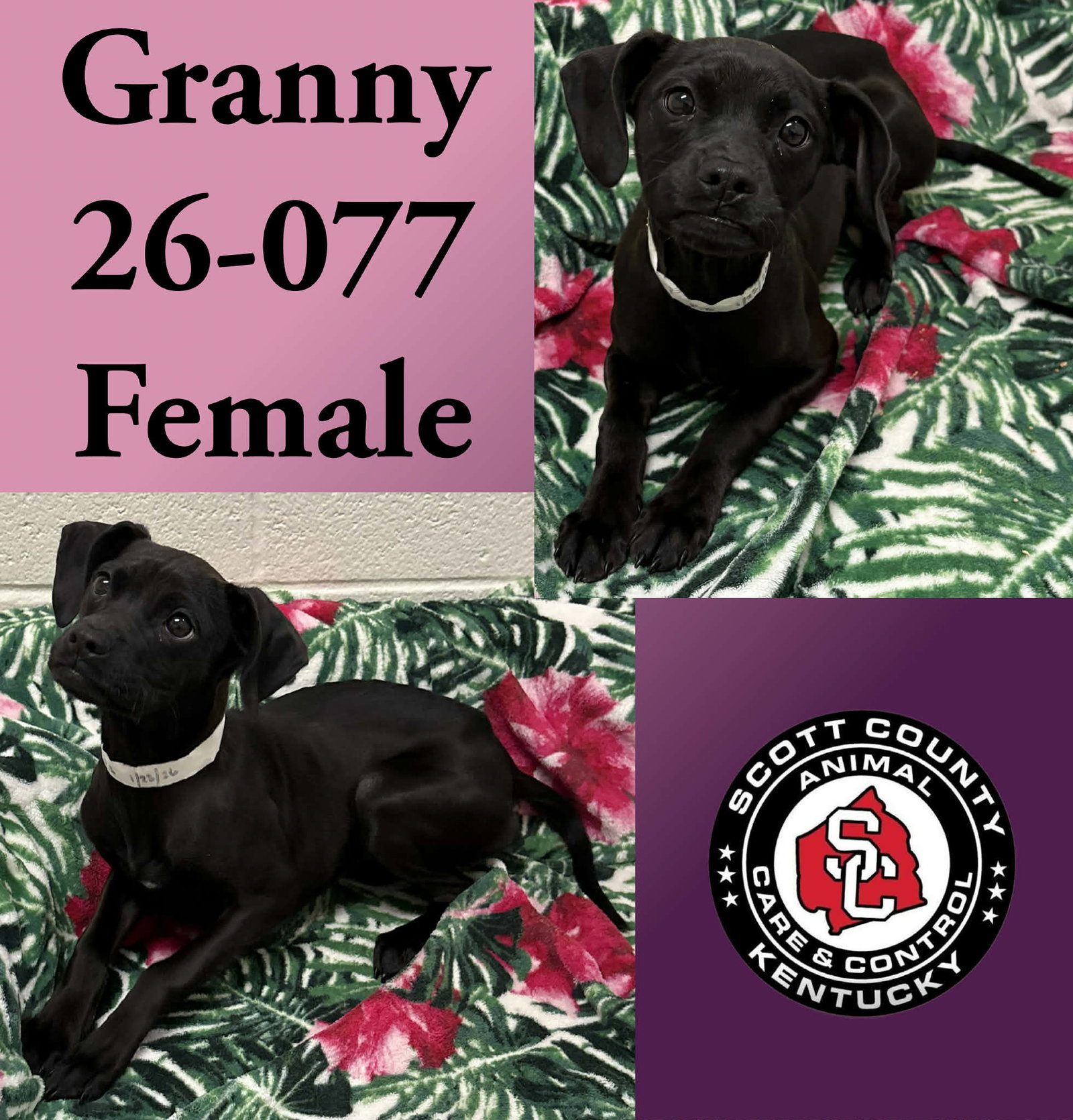 Granny