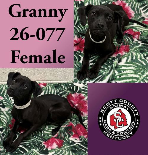 picture of the dog needing adoption