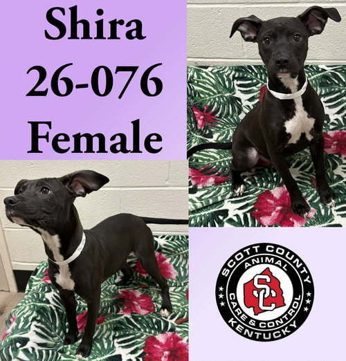 picture of the dog needing adoption