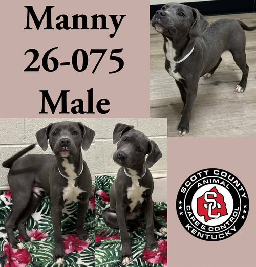 picture of the dog needing adoption