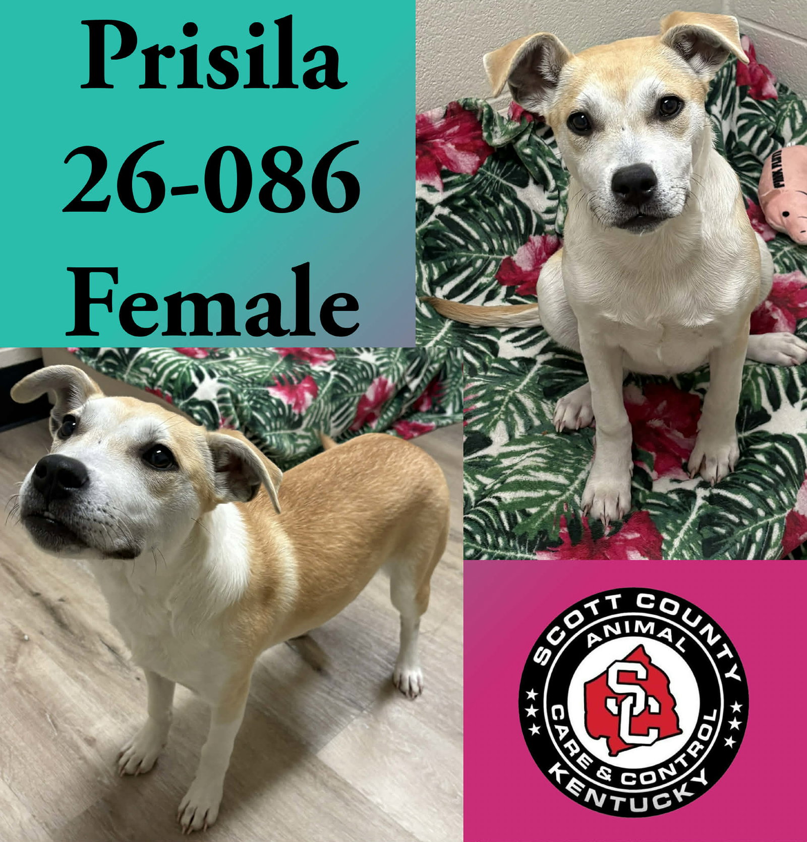 Prisila