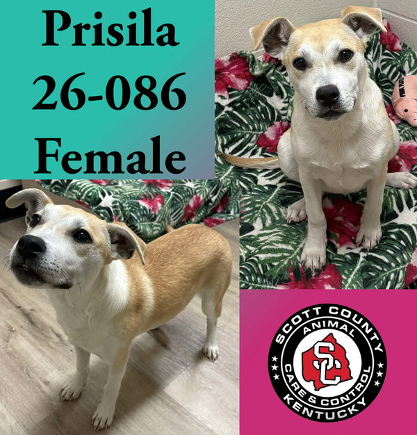 Prisila