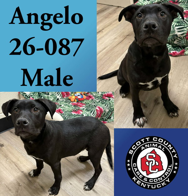 Angelo