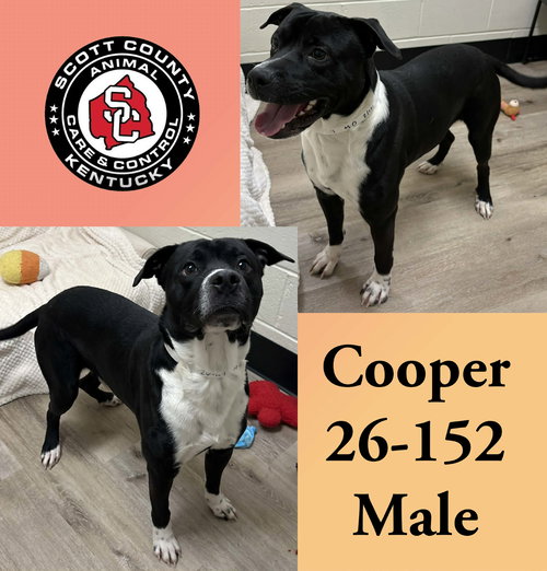 picture of the dog needing adoption