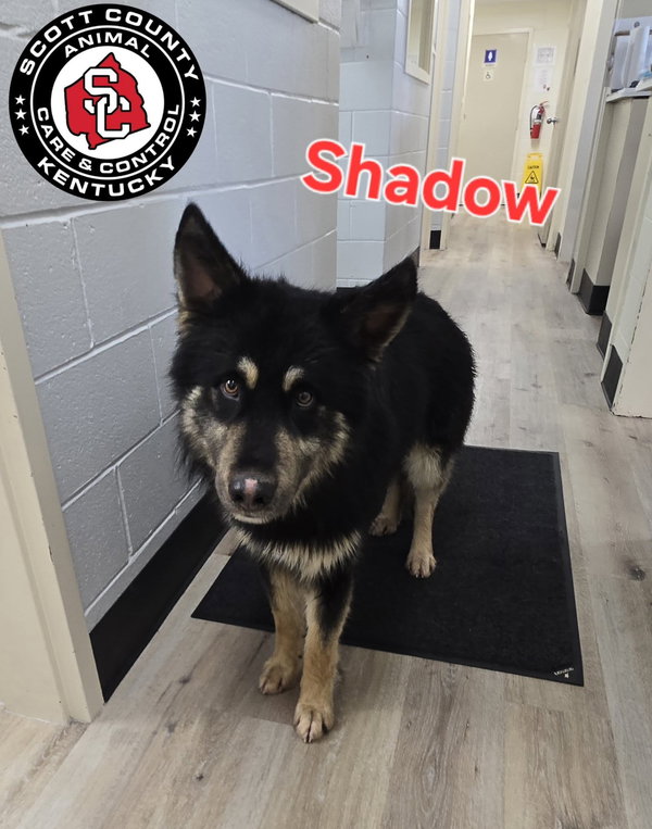 Shadow