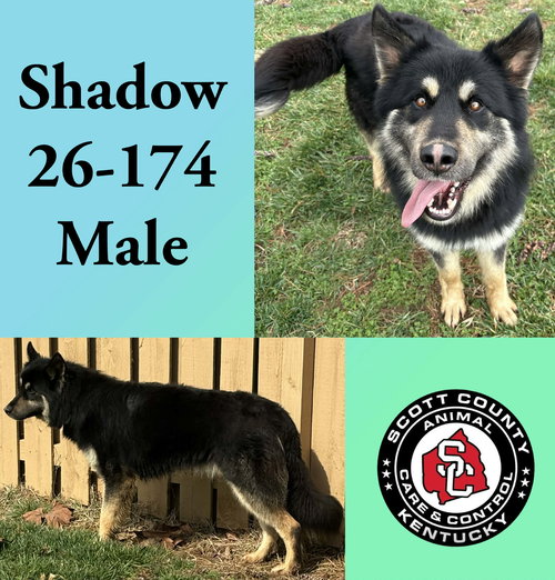 picture of the dog needing adoption