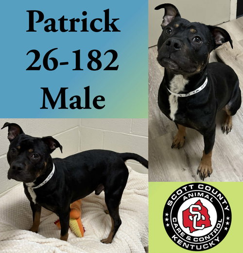 picture of the dog needing adoption