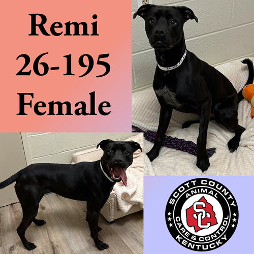 picture of the dog needing adoption