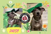 Daisy - Photo 1
